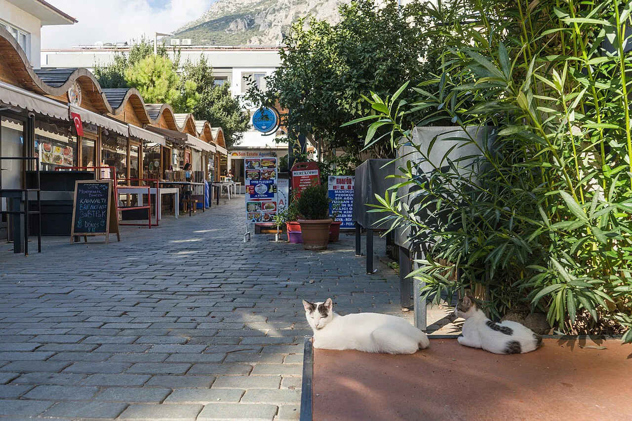 Cats resting in a shop-lined lane in Kaş old town.