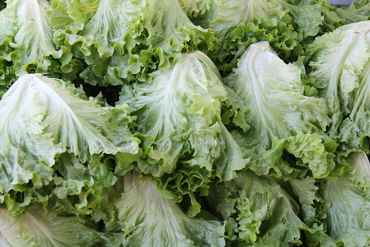 Fresh lettuces at the weekly food market in Kuşadası.