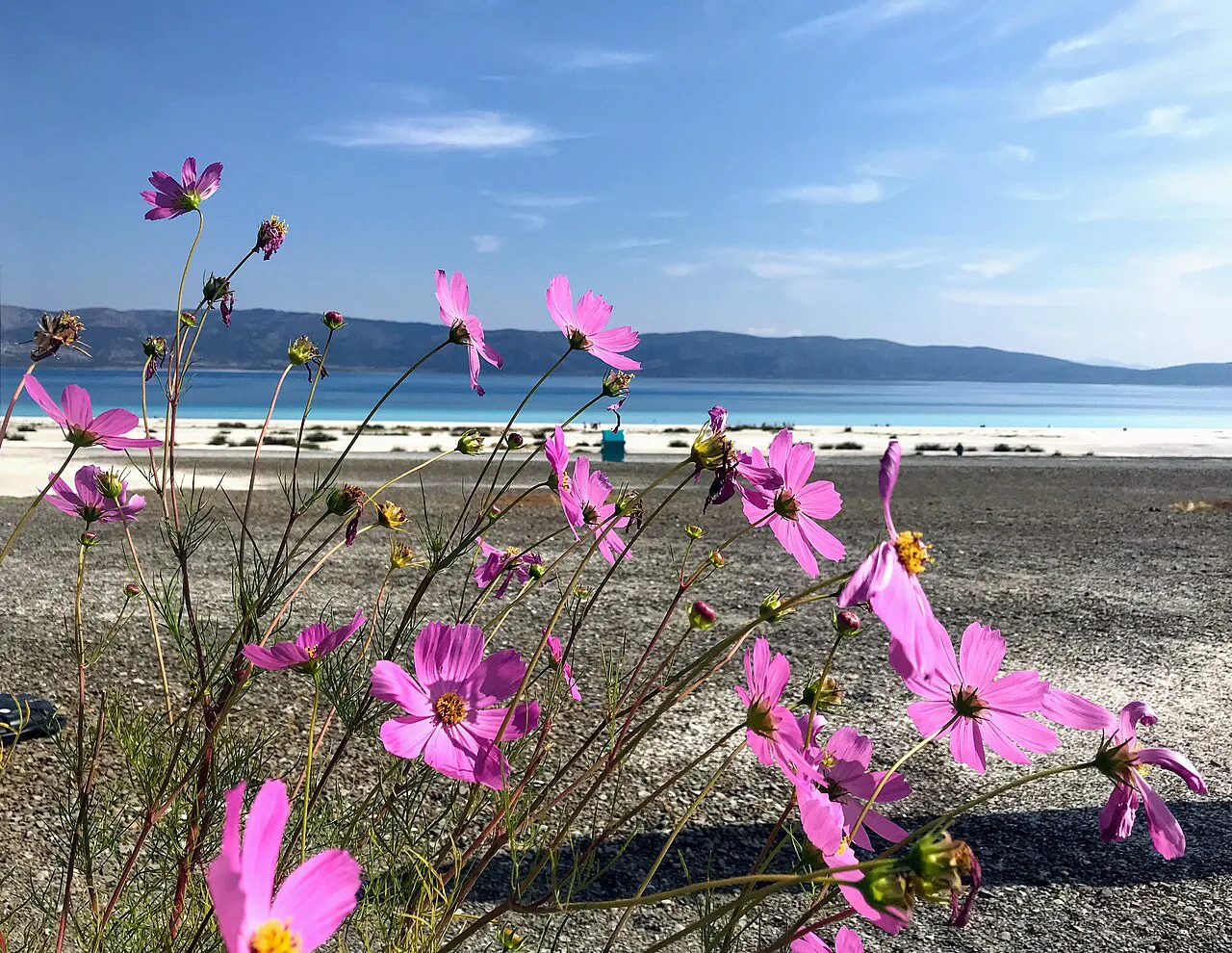 Daisies on the white shore of Lake Salda.