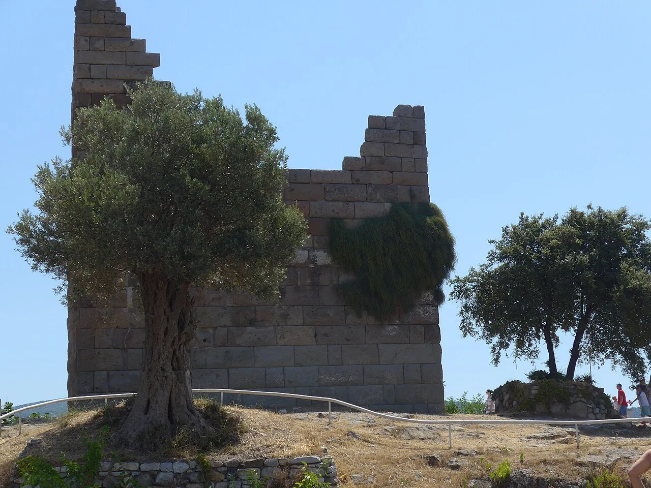 An olive tree beside a tower of the Myndos Gate in Bodrum.