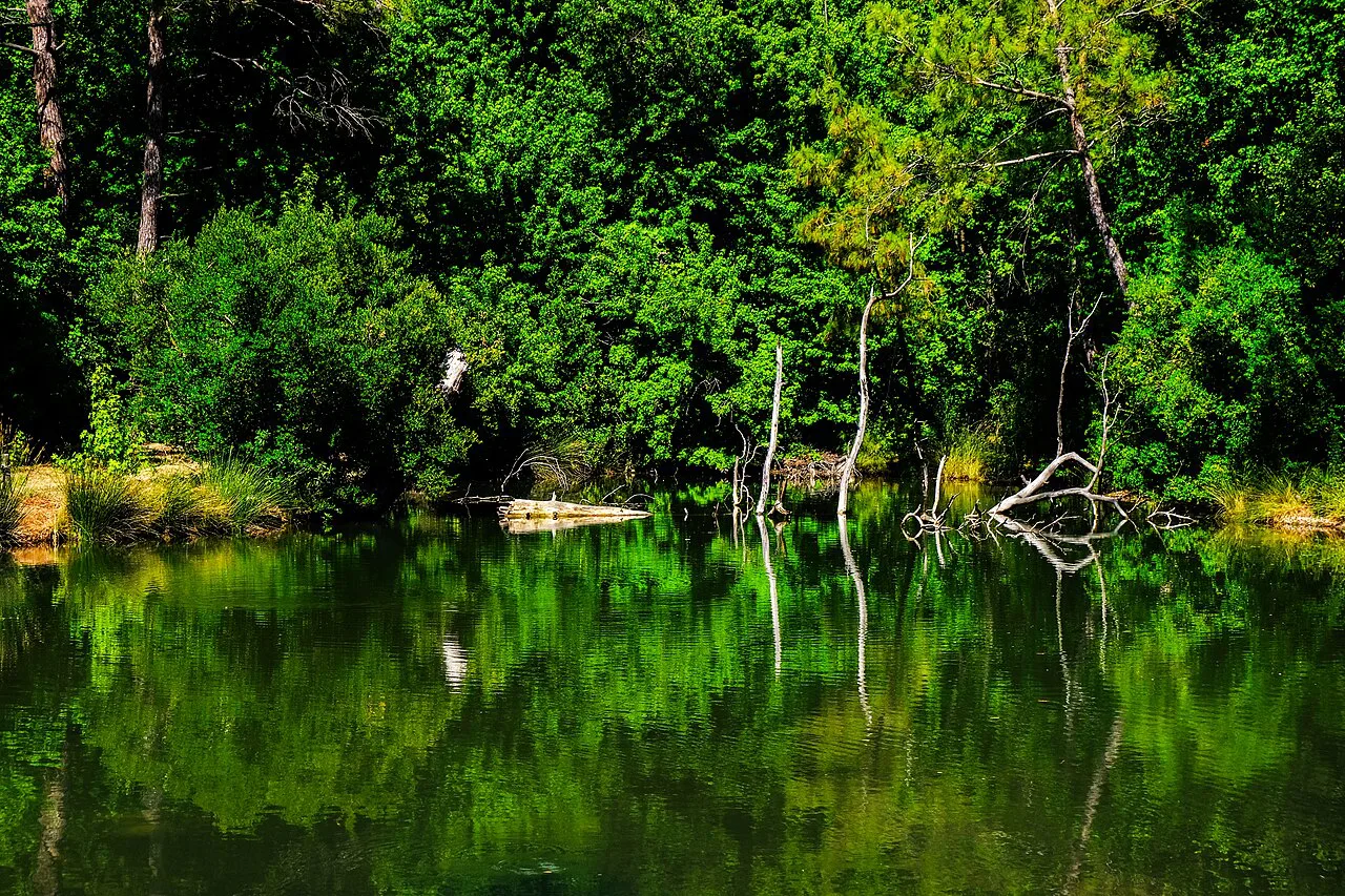 A forest pond at Günnücek, near Marmaris.