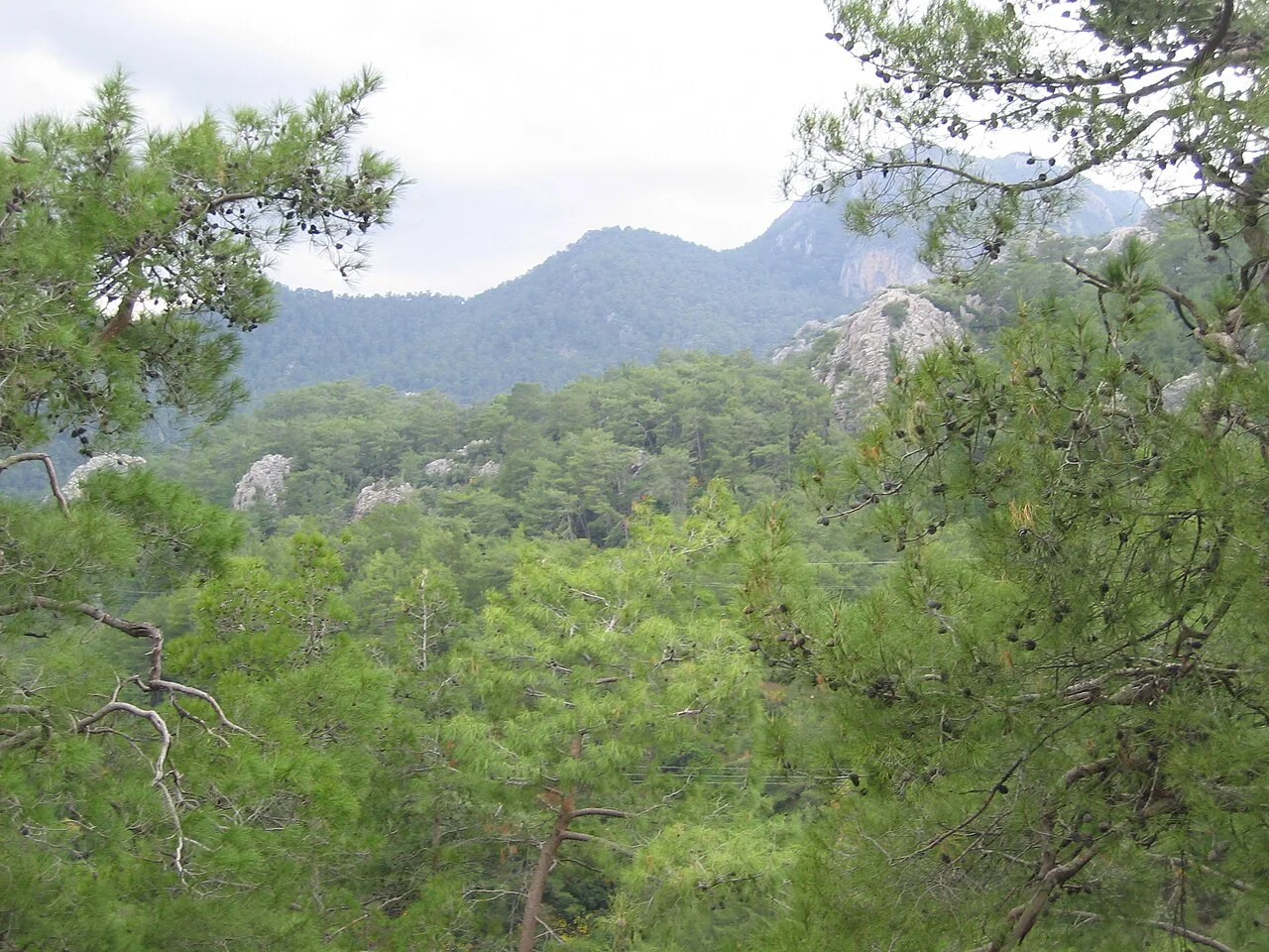 The hills and pine forest around Marmaris.